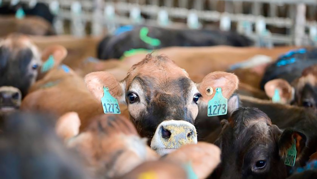 Por qué sigue bajando la producción de leche en Estados Unidos en 2024