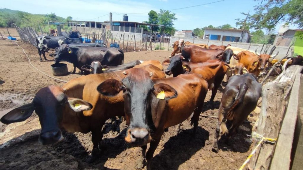 Alcanza crisis a ganaderos de la principal cuenca lechera de Sinaloa