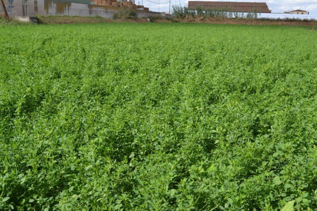 Alfalfa baja su precio en casi un 20