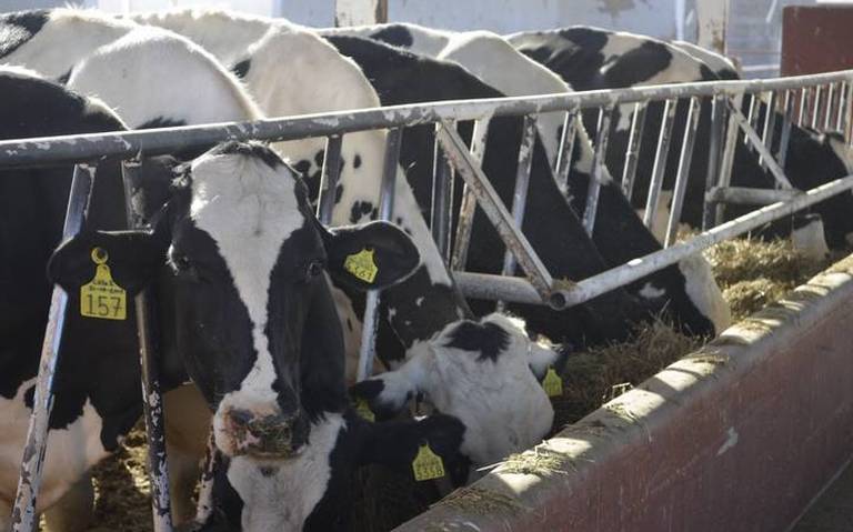 Anuncia creación de 14 centros de acopio de leche en Chihuahua