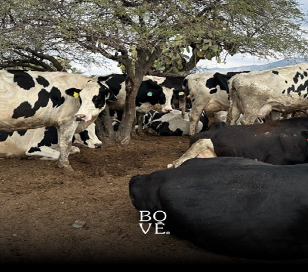 Bové, la marca de lácteos orgánicos en México, abrió las puertas de su rancho