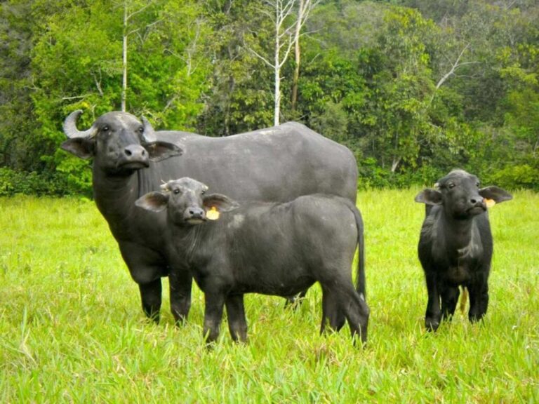 Carne y leche de búfalo, el alimento del futuro Maitret