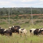 Crisis en el campo Abigeato sigue afectando a ganaderos de Aguascalientes