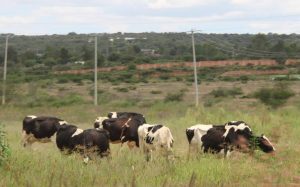 Crisis en el campo Abigeato sigue afectando a ganaderos de Aguascalientes