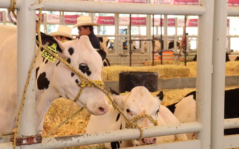 Del campo a tu mesa Qué lugar ocupa Aguascalientes en producción de leche