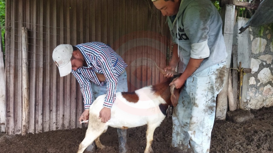 Hidalgo con gran cantidad de casos positivos de rabia paralitica bovina