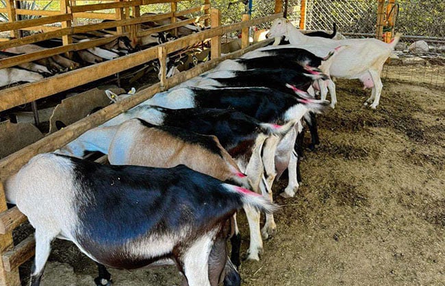 Inaugurarán centro de acopio de leche de cabra