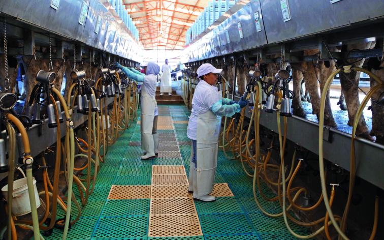 Producción de leche crecerá 2.2 en el 2024 AMLAC