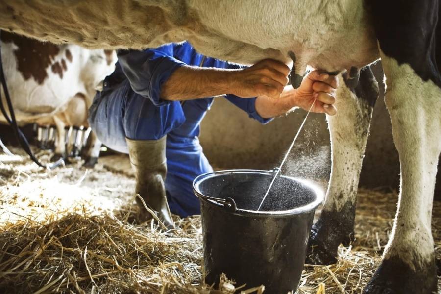 Producción de leche en CDMX