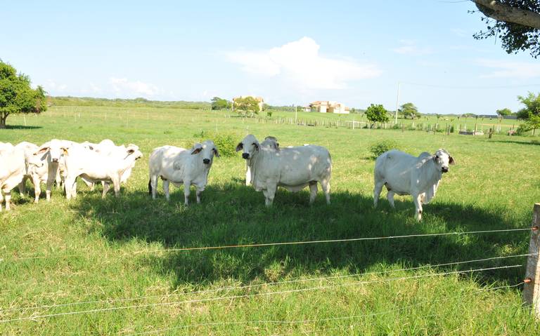 Producción de leche se restablece en el norte de Veracruz