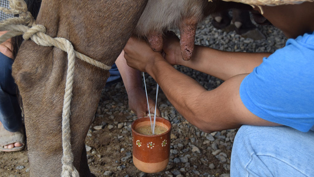 Regresa ganado lechero a Expo Ganadera Jalisco; habrá Pajarete Fest1