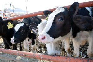 Reportan recuperación productores de leche de Aguascalientes