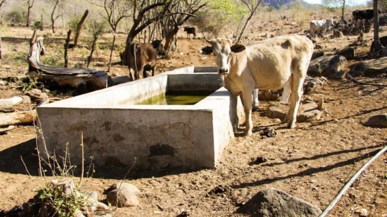 Sequía en Sonora podría llevar a que ganaderos pierdan a sus animales