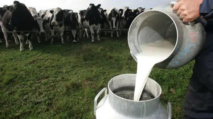 Van por los 13 pesos por litro Productores de leche en Mazatlán quieren un aumento en el precio