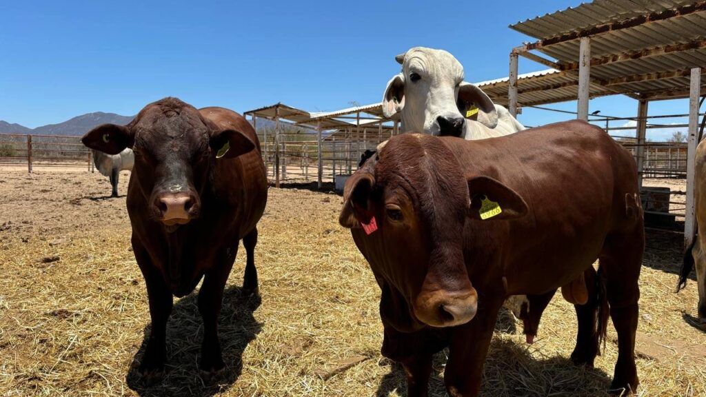 Baja California Sur avanza en la erradicación de la tuberculosis bovina