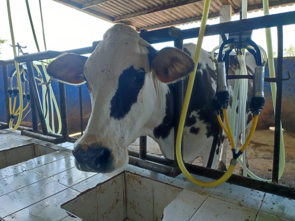 Ganaderos de Mazatlán lucharán por un incremento en el pago del litro de leche