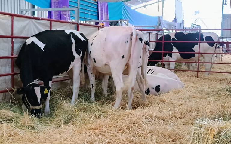 Ganaderos de San Juan acusan crisis en venta de leche