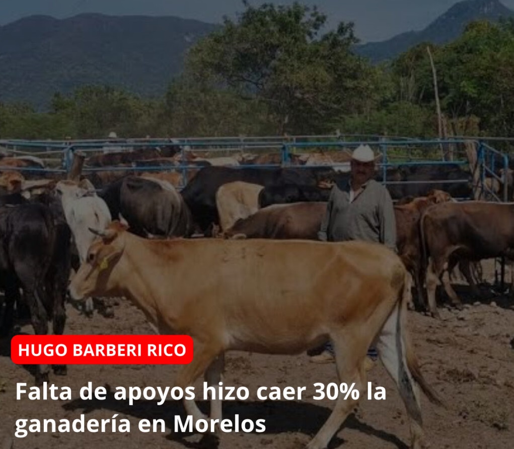 Falta de apoyos hizo caer 30% la ganadería en Morelos