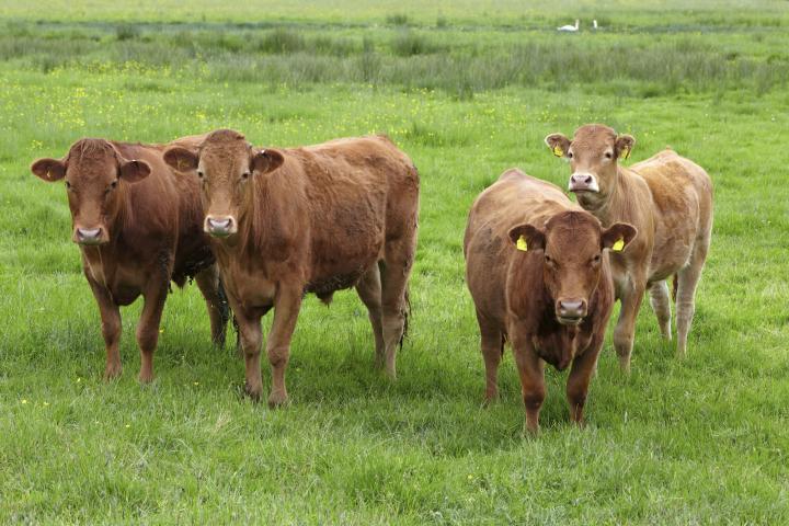 Millones de personas de este país creen que la leche con chocolate menosprecia a las vacas marrones