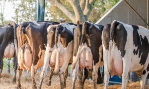 Producción de leche en el continente cayó 3