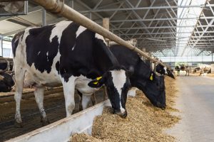 Qué comen las vacas en Egipto para producir 37 kg de leche por día