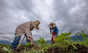 Querétaro destina 60 millones de pesos para apoyar al campo afectado por la sequía