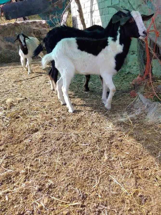 Sector caprino sufre estragos de la sequía