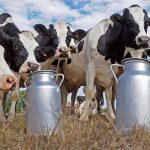 Bajas temperaturas afectan producción de leche en región centro