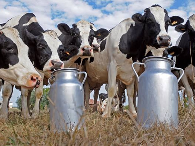 Bajas temperaturas afectan producción de leche en región centro