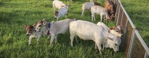 Conozca la raza Punganur una de las vacas más enanas del mundo