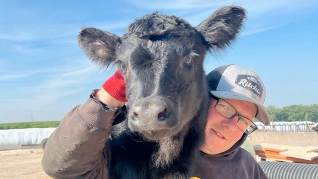 EE.UU. la estrategia una lechería de Iowa para alcanzar el éxito en producción de leche y carne