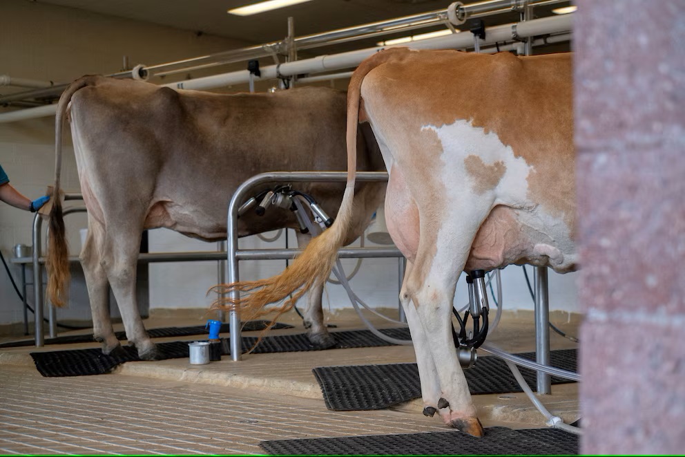 El USDA ordenó pruebas nacionales en leche cruda ante brote de gripe aviar en EEUU