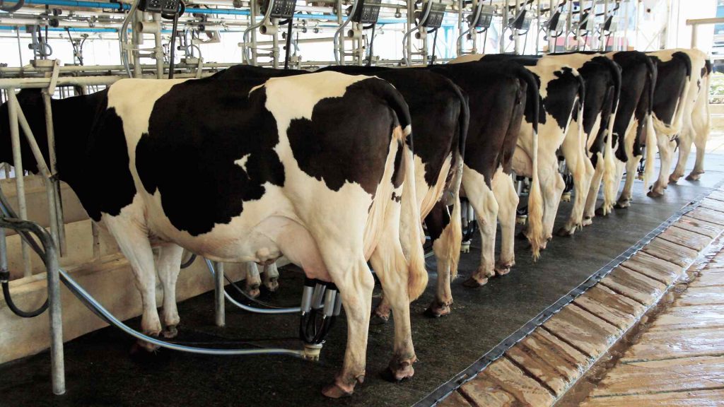 Estados Unidos Aumenta su Producción de Leche, Impulsada por Fuertes Exportaciones