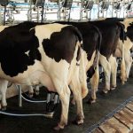 Estados Unidos Aumenta su Producción de Leche, Impulsada por Fuertes Exportaciones