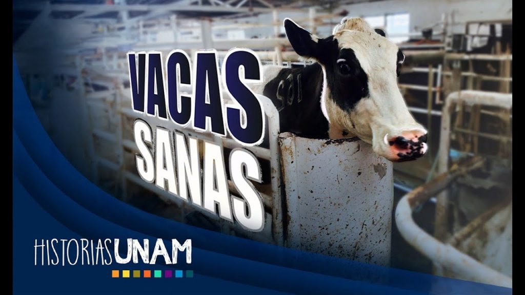 FÁRMACO COMBATE LA MASTITIS EN VACAS LECHERAS