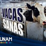 FÁRMACO COMBATE LA MASTITIS EN VACAS LECHERAS