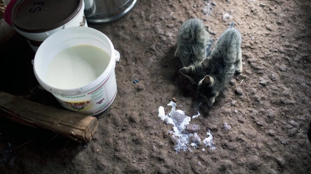 Gatos mueren en el condado de Los Ángeles después de beber leche cruda