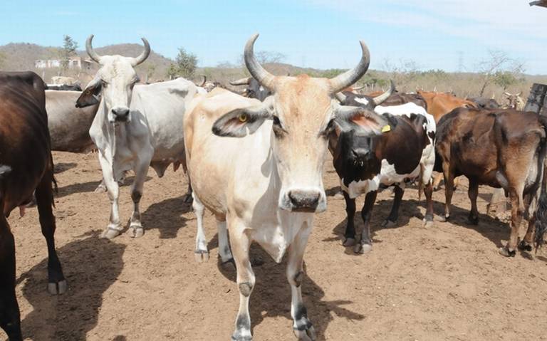 La cuenca lechera del sur de Sinaloa vive una mala temporada con poca producción