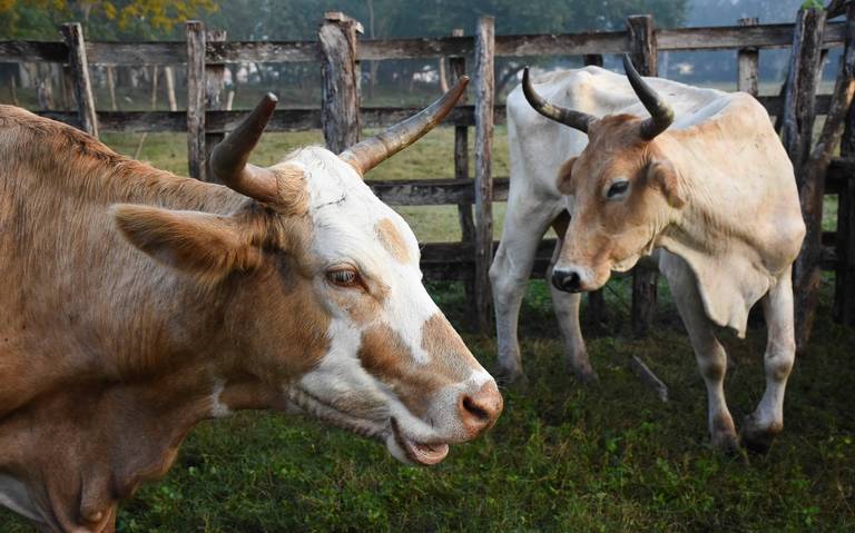 Menonitas buscan garantizar alimentos para sus hatos ganaderos