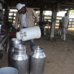 Productores-de-Leche-en-el-Sur-de-Quintana-Roo-Sin-Apoyos-de-la-Federacion-Ni-del-Estado