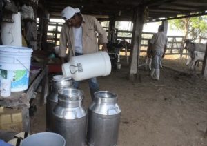 Productores-de-Leche-en-el-Sur-de-Quintana-Roo-Sin-Apoyos-de-la-Federacion-Ni-del-Estado