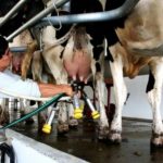 Productores de leche en el sur de Quintana Roo no buscan recurrir a subsidios del gobierno