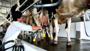 Productores de leche en el sur de Quintana Roo no buscan recurrir a subsidios del gobierno