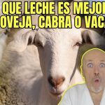 Qué leche es mejor la de vaca la de cabra o la de oveja