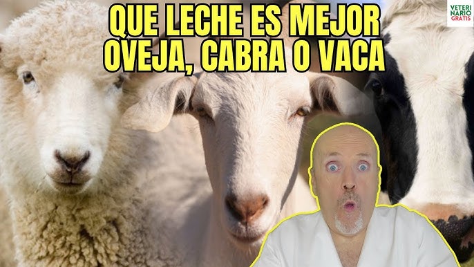 Qué leche es mejor la de vaca la de cabra o la de oveja