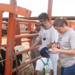 UNAM lanza nuevo tratamiento para combatir la mastitis en ganado lechero