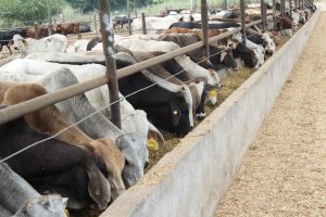 Actualiza Agricultura regulación para la Campaña Nacional contra la tuberculosis bovina