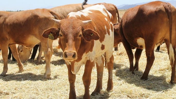 Actualizan la campaña vs tuberculosis bovina