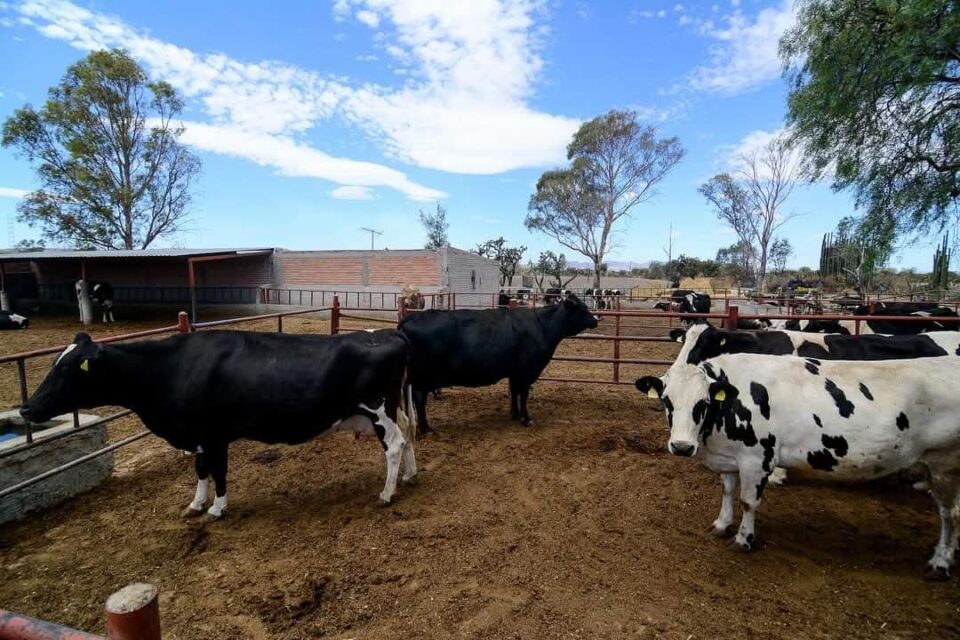 Con pérdidas operan productores lecheros de Aguascalientes