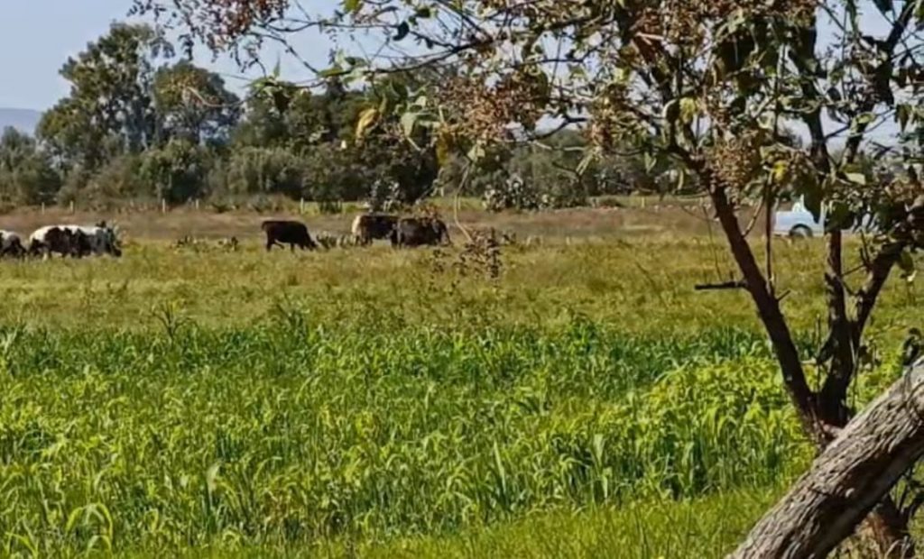 Heladas en Tulancingo podrían encarecer forraje para ganado lechero